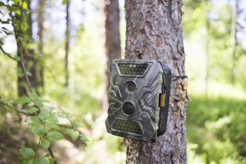 A camoflauged wildlife camera strapped to a tree in the woods. 