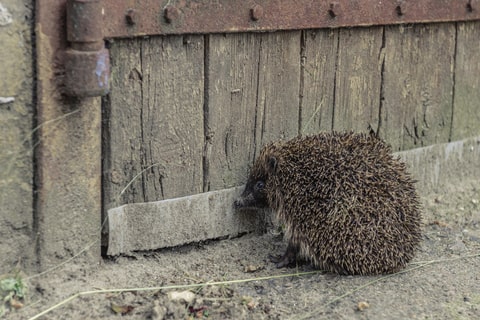 A hedgehog facing a closed gate, presumably looking for a way to exit the garden.