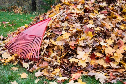 A pile of orange leaves on the ground with a rake laying on top. 