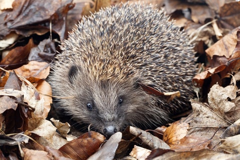 A close up image of a hedgehog resting in leaves.