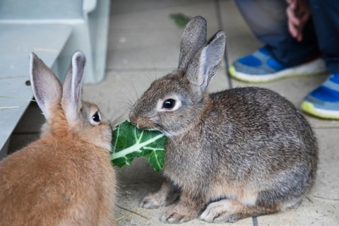Two rabbits indoors sharing a green leaf together.