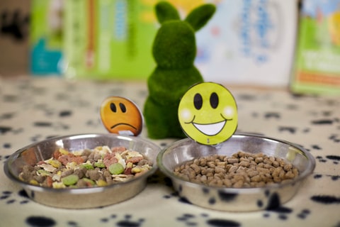 Two bowls of good and bad rabbit food next to a stuffed animal on a table. 