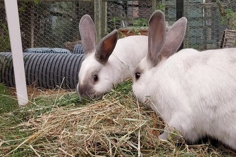 Two white rabbits nibbling hay in a pen.