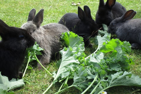 Several rabbits nibbling on green leaves in a grassy field. 