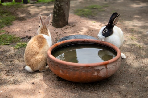 Two rabbits drinking water from a large pot outdoors. 
