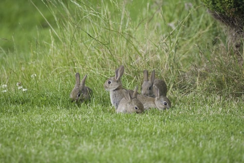 Several wild rabbits grazing grass in a field.