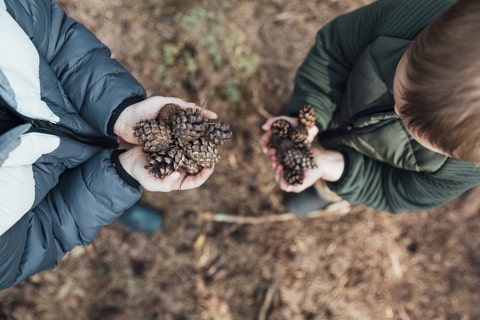 An above shot of two children holding pine cones in their hands. 