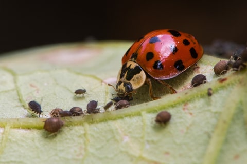Ladybird eating aphids on a leaf.