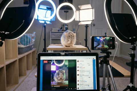 AI generated image of a rat being recorded for social media. The background shows a small rat cage which is not shown on the live recording.