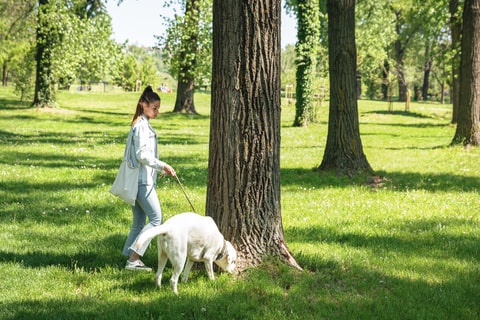 A white dog sniffing a tree whilst being walked on a lead.