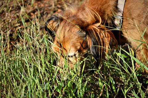 A black and brown dog sniffing in long grass.