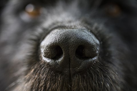 A close up image of a dogs nose.