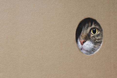 A cat peeking one eye out of a cardboard box hole.