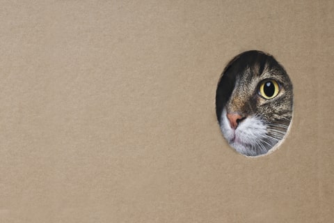 A cat peeking one eye out of a cardboard box hole.