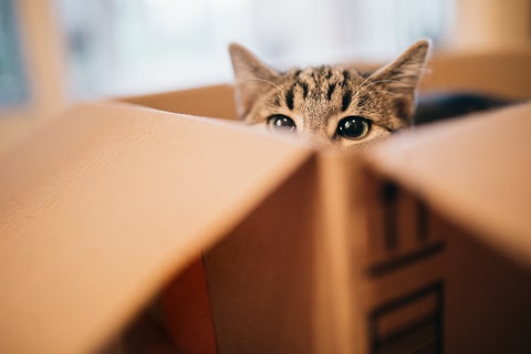 A cat head poking out from the top of a cardboard box.