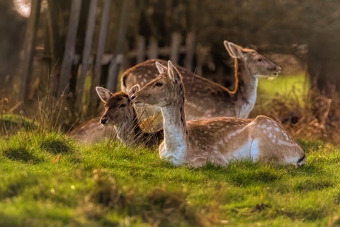 A family of deer resting in a field.