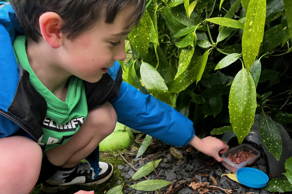 Young person feeding hedgehogs