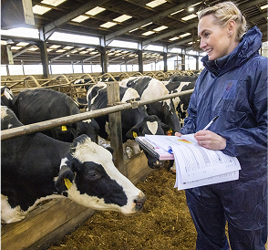An RSPCA assured officer assessing some cows