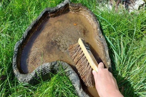 Using a bristle brush to remove the muck away from a bird water station.