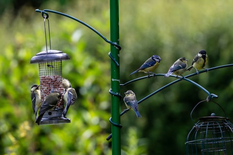 Birds perched on a clean feeding station.