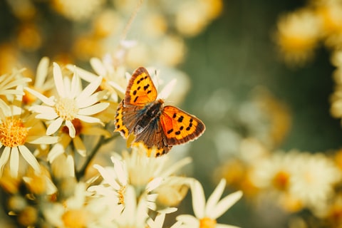 Butterfly landing on some flowers.