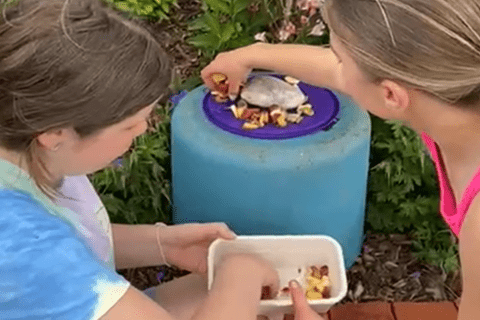 Young people placing fruit on their butterfly café.