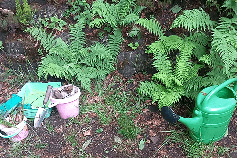 A shady spot for a wildlife pond.