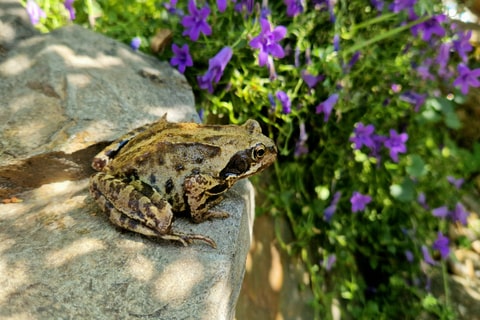 Frog sitting on a rock in a garden.