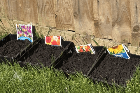 Seed trays filled with seed compost and seeds.