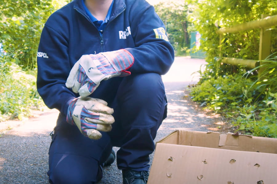 An RSPCA staff member wearing gardening gloves.