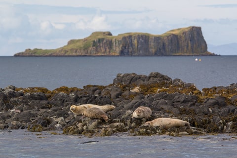 Seals on the rocks by the coast.
