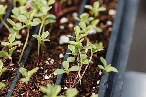Green saplings in a planter