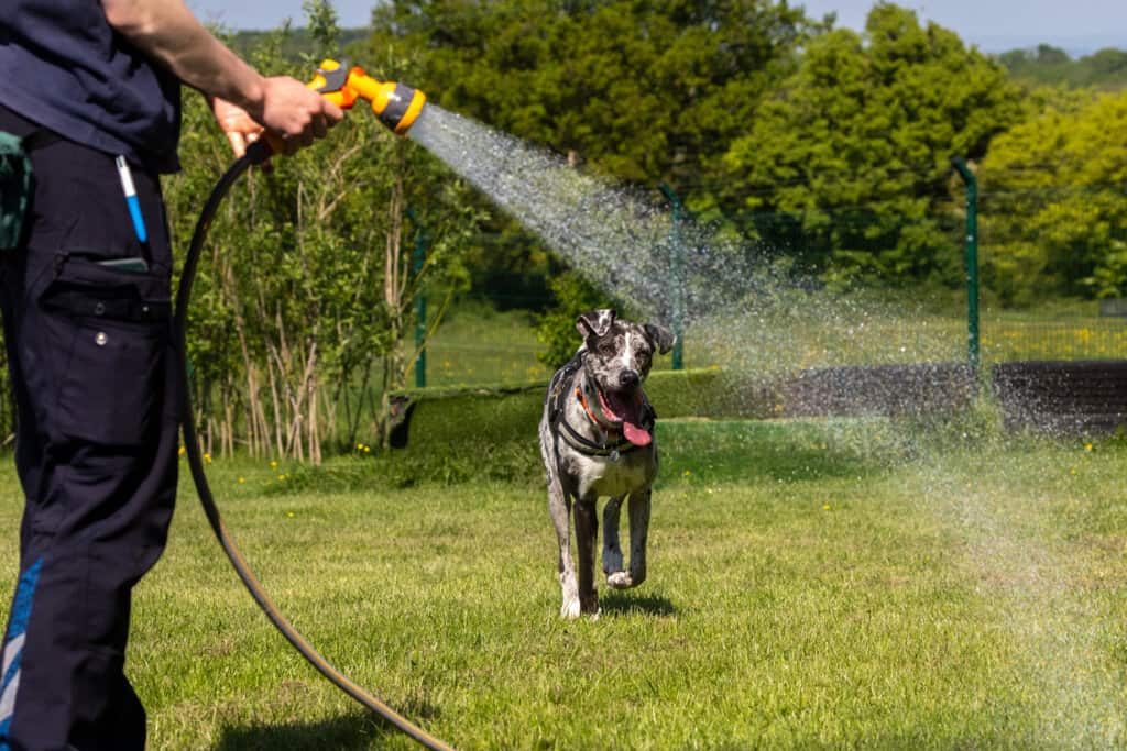 A large grey and white dog running in a garden while their owner sprays a hose.