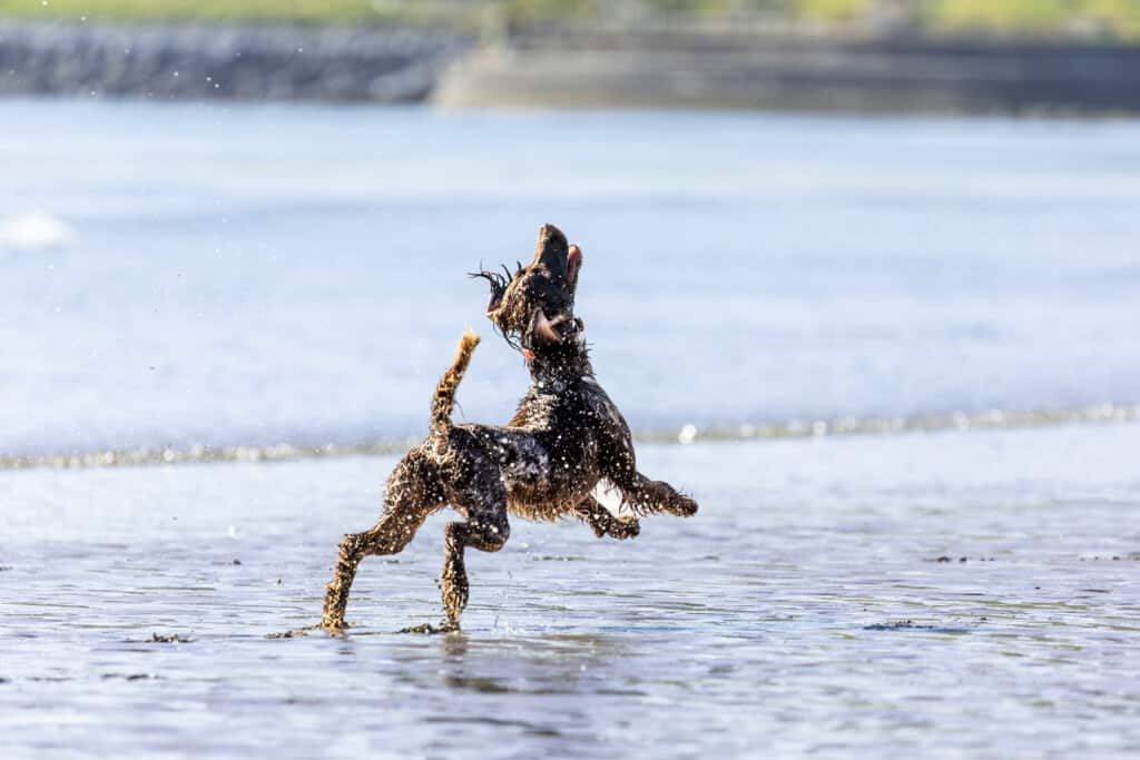 A dog bounding in the shallows of a beach.