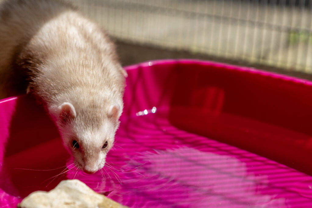 A ferret drinking from a pink water bowl.