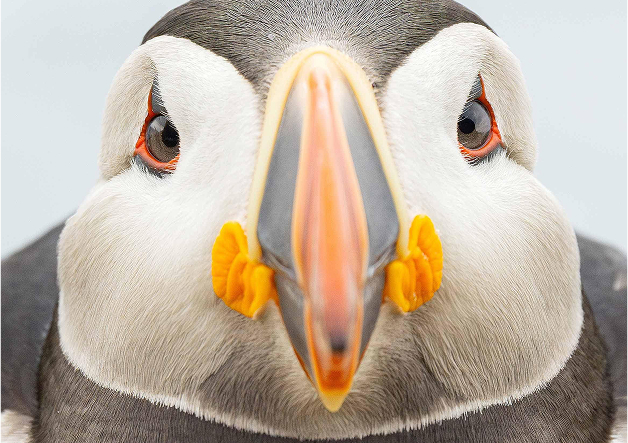 A close-up of a puffin's face.