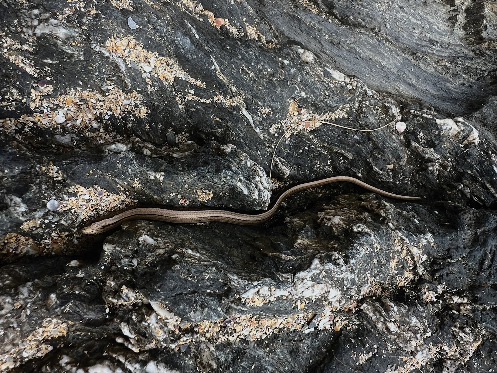 Slow worm moving across the cliff face.