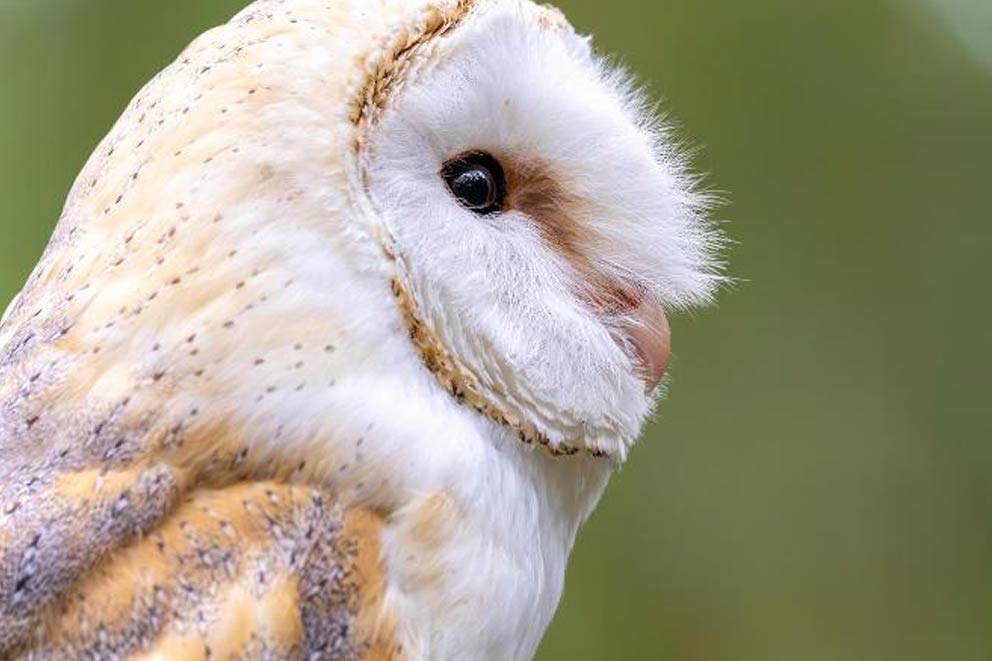 A side profile of an owl.