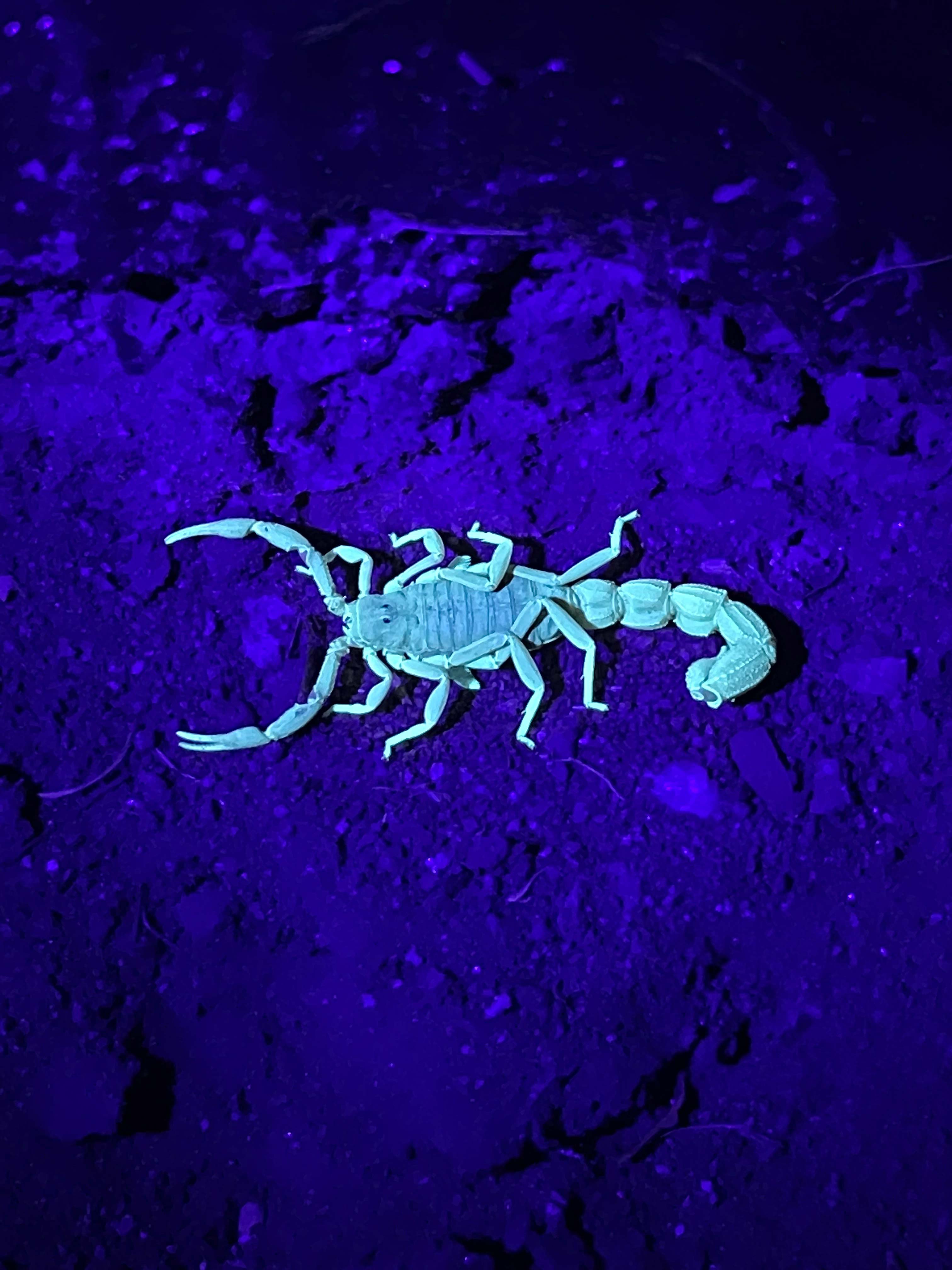 An easter bark scorpion on a rock.