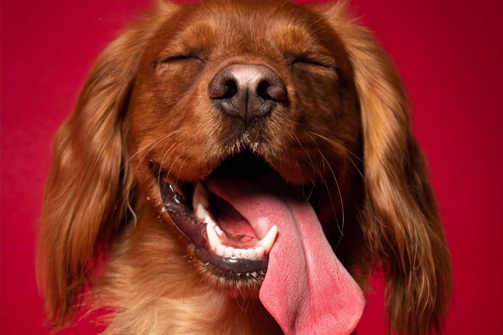 A close-up of a dog with their eyes closed and tongue falling out of mouth.
