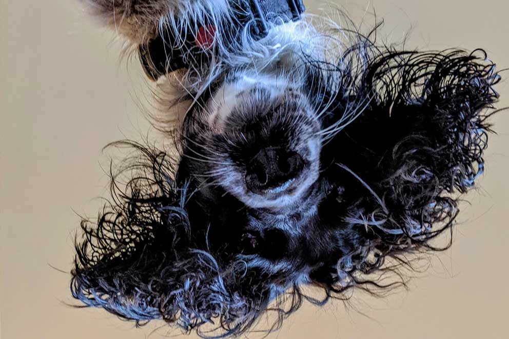 An upside view of a dog's head looking at the camera.