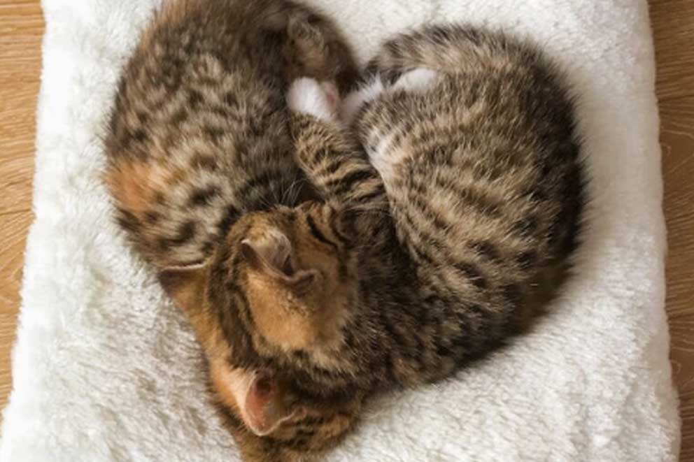 Two kittens curled up next to each other on a fluffy cushion.
