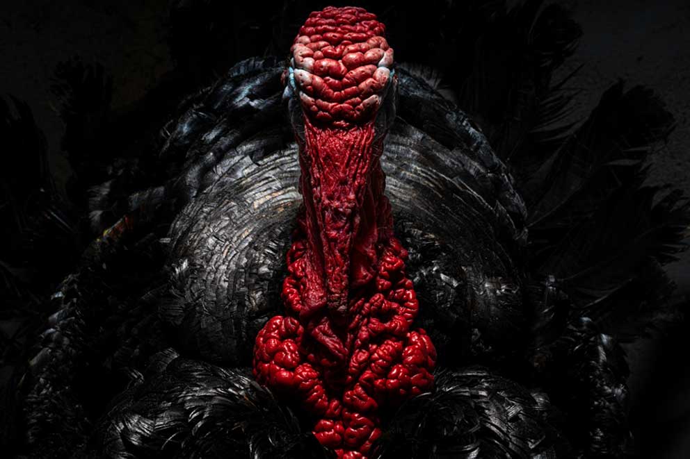 A turkey against a dark backdrop.