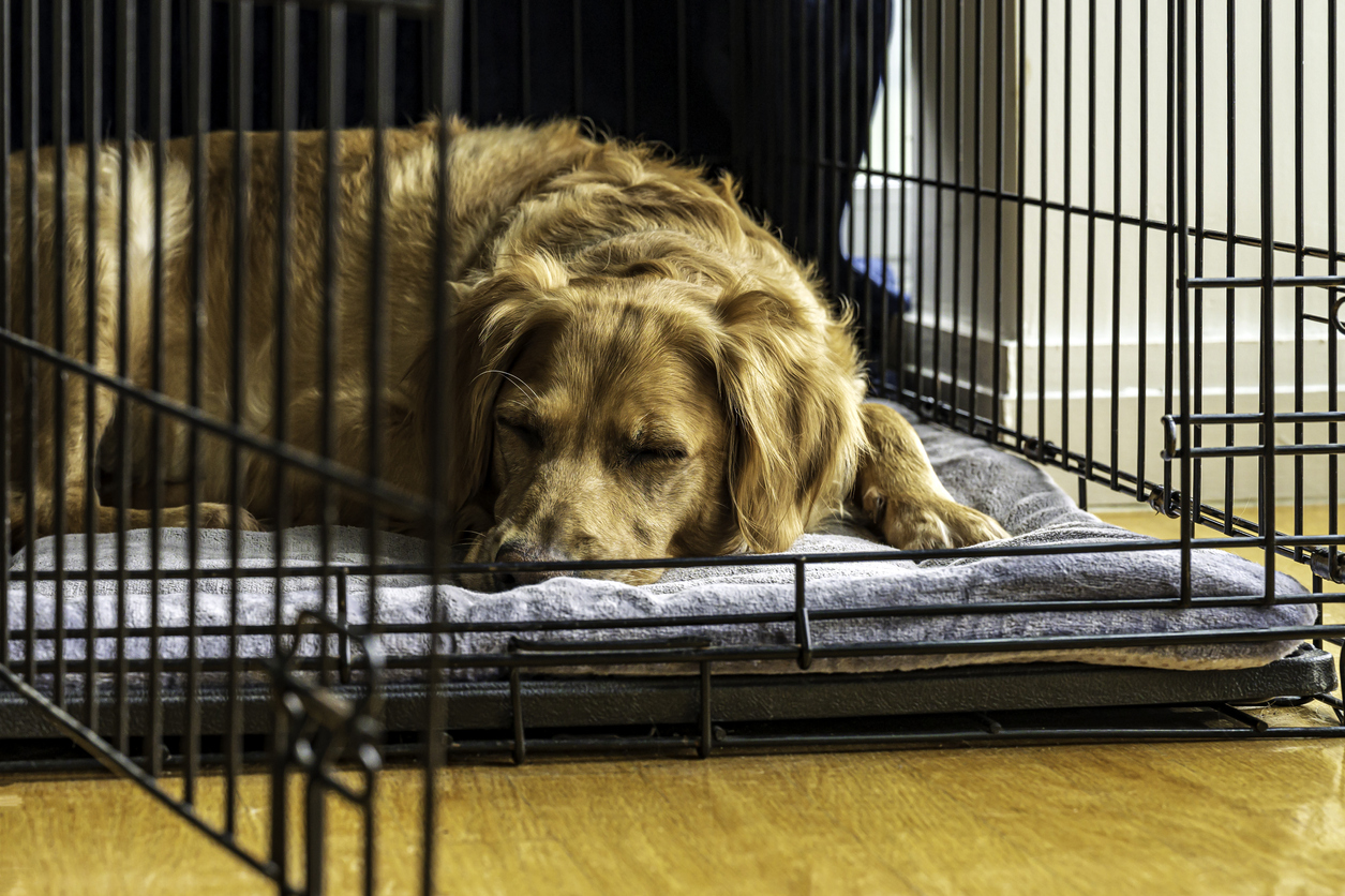 Rspca dog outlet beds