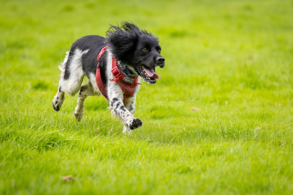 RSPCA Education - Learning Programmes - Education - rspca.org.uk
