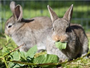 Two rabbits eating greens