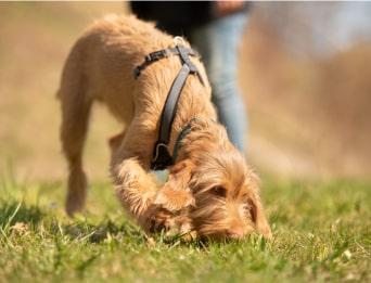Dog sniffing ground on walk