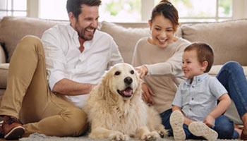 Mum, dad, dog and little boy laughing together