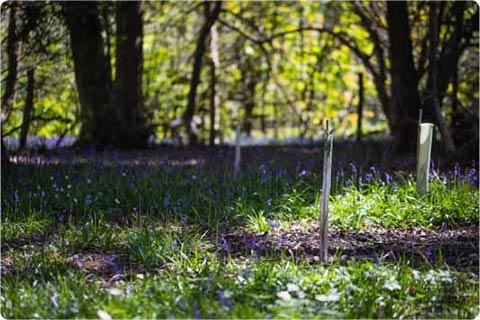 Mallydams Wood is home to many tree species including hazel and oak.