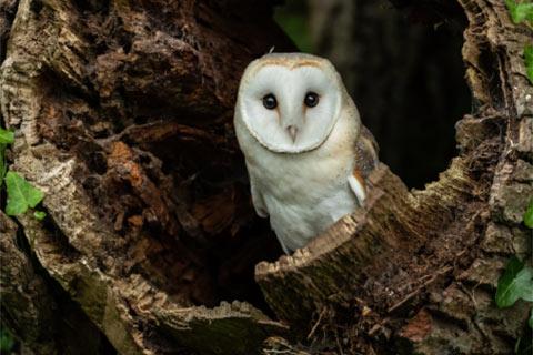 White owl in hollow tree trunk